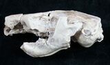 Oligocene Squirrel-Like Mammal (Ischyromys) Skull #9850-5